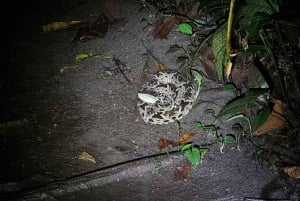 熱帯雨林ナイトツアー（ガイド付き）：ラ・フォルトゥナ