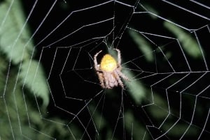 熱帯雨林ナイトツアー（ガイド付き）：ラ・フォルトゥナ