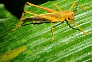 熱帯雨林ナイトツアー（ガイド付き）：ラ・フォルトゥナ
