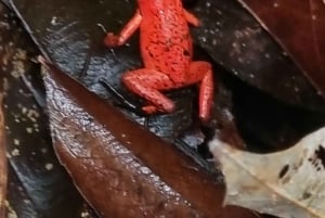 熱帯雨林ナイトツアー（ガイド付き）：ラ・フォルトゥナ