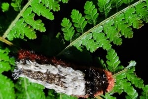 熱帯雨林ナイトツアー（ガイド付き）：ラ・フォルトゥナ