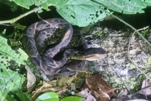 熱帯雨林ナイトツアー（ガイド付き）：ラ・フォルトゥナ