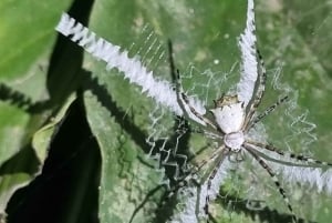 熱帯雨林ナイトツアー（ガイド付き）：ラ・フォルトゥナ