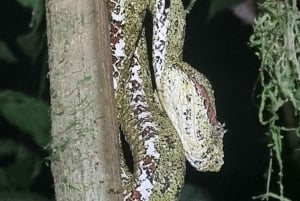 熱帯雨林ナイトツアー（ガイド付き）：ラ・フォルトゥナ