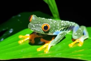 熱帯雨林ナイトツアー（ガイド付き）：ラ・フォルトゥナ