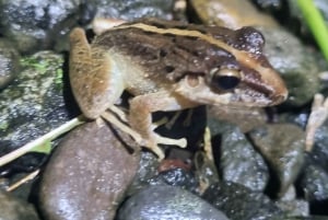 熱帯雨林ナイトツアー（ガイド付き）：ラ・フォルトゥナ