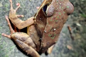 熱帯雨林ナイトツアー（ガイド付き）：ラ・フォルトゥナ