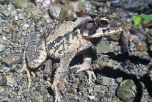 熱帯雨林ナイトツアー（ガイド付き）：ラ・フォルトゥナ