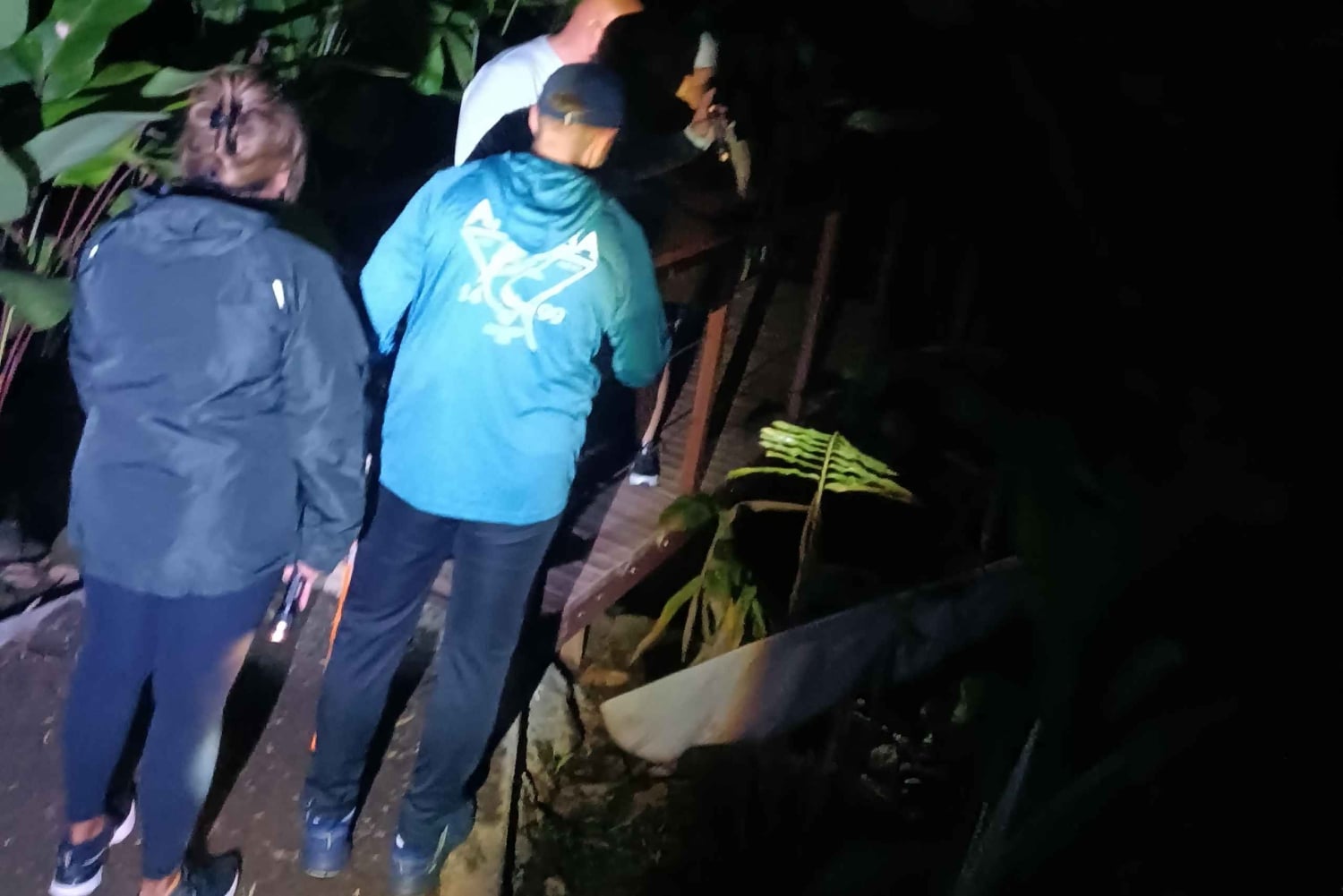 NACHTWANDERUNG - GUTER ORT, UM FAULTIERE, FLORA UND FAUNA ZU SEHEN