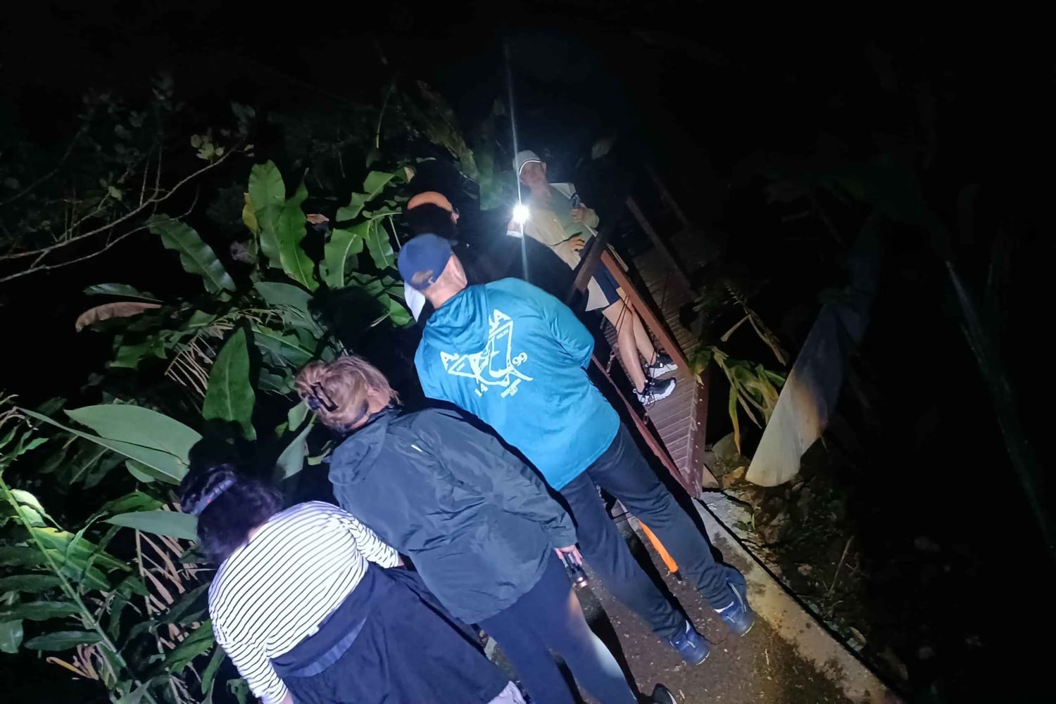 NACHTWANDERUNG - GUTER ORT, UM FAULTIERE, FLORA UND FAUNA ZU SEHEN