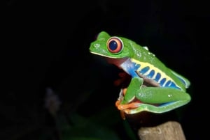 NACHTWANDERUNG - GUTER ORT, UM FAULTIERE, FLORA UND FAUNA ZU SEHEN