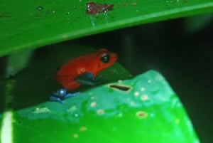 NACHTWANDERUNG - GUTER ORT, UM FAULTIERE, FLORA UND FAUNA ZU SEHEN