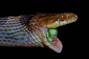 NACHTWANDERUNG - GUTER ORT, UM FAULTIERE, FLORA UND FAUNA ZU SEHEN