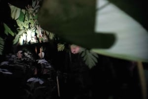 NACHTWANDERUNG - GUTER ORT, UM FAULTIERE, FLORA UND FAUNA ZU SEHEN