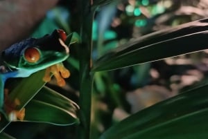 NACHTWANDERUNG - GUTER ORT, UM FAULTIERE, FLORA UND FAUNA ZU SEHEN