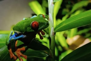 NACHTWANDERUNG - GUTER ORT, UM FAULTIERE, FLORA UND FAUNA ZU SEHEN