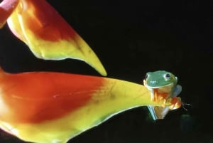 NACHTWANDERUNG - GUTER ORT, UM FAULTIERE, FLORA UND FAUNA ZU SEHEN