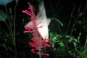 NACHTWANDERUNG - GUTER ORT, UM FAULTIERE, FLORA UND FAUNA ZU SEHEN