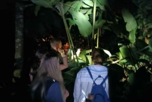 NACHTWANDERUNG - GUTER ORT, UM FAULTIERE, FLORA UND FAUNA ZU SEHEN