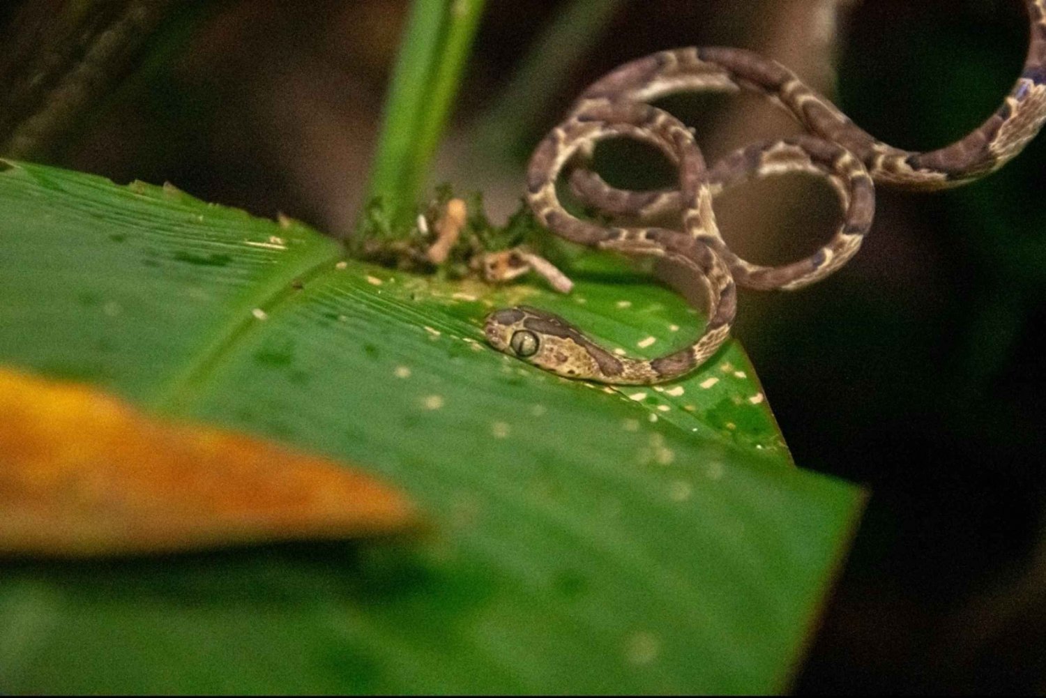 NightWalk Tour In Tortuguero Trails **Top Tour In The Area**