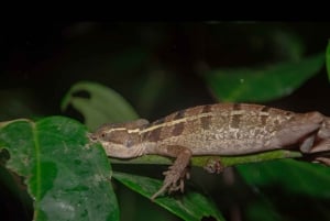 NightWalk Tour In Tortuguero Trails **Top Tour In The Area**