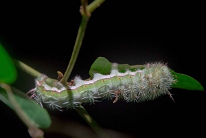 NightWalk Tour In Tortuguero Trails **Top Tour In The Area**