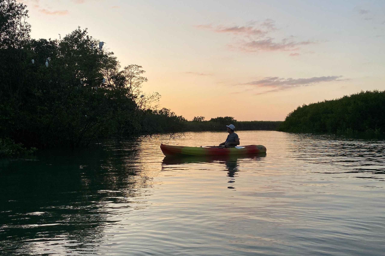 Nosara: Rio Montana Mangrove SUP- of kajaktocht