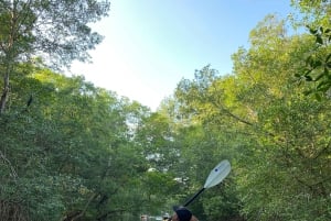 ノサラ：リオ・モンタナ マングローブ SUP またはカヌーツアー