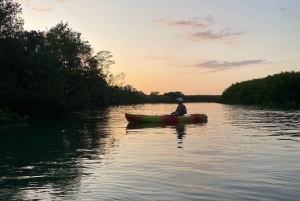 Nosara: Rio Montana Mangrove SUP- of kajaktocht