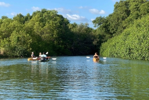 Nosara: Rio Montana Mangrove SUP- of kajaktocht