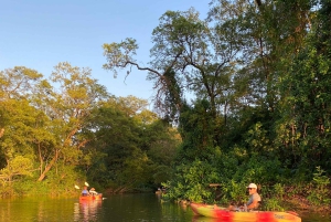 Nosara: Rio Montana Mangrove SUP- of kajaktocht