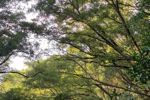 Nosara: Rio Montana Mangrove SUP- of kajaktocht