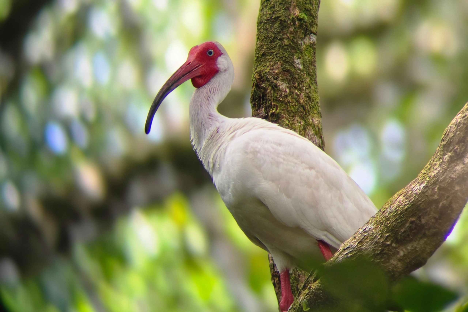 オホチャル：カヤックツアー