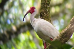 Ojochal : Excursion en kayak