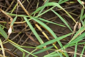 Ojochal : Excursion en kayak