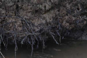 オホチャル：カヤックツアー