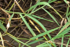 オホチャル：カヤックツアー