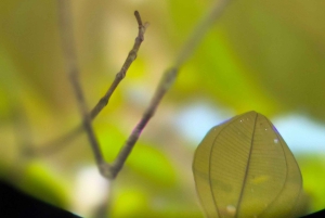 オホチャル：カヤックツアー