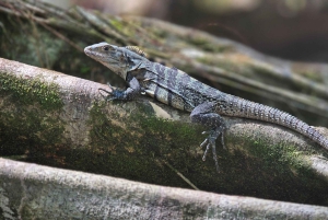オホチャル：カヤックツアー