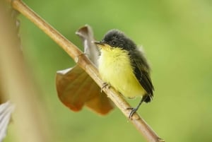 Uvita: Palmar Norte Bird Watching Tour