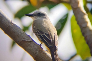 Uvita: Palmar Norte Bird Watching Tour