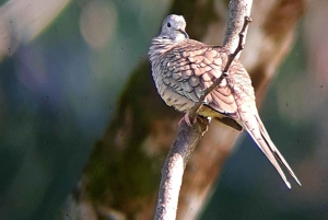 Uvita: Palmar Norte Bird Watching Tour