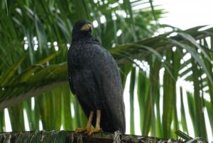 Uvita: Palmar Norte Bird Watching Tour