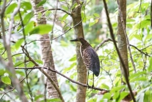 Uvita: Palmar Norte Bird Watching Tour
