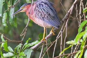 Uvita: Palmar Norte Bird Watching Tour