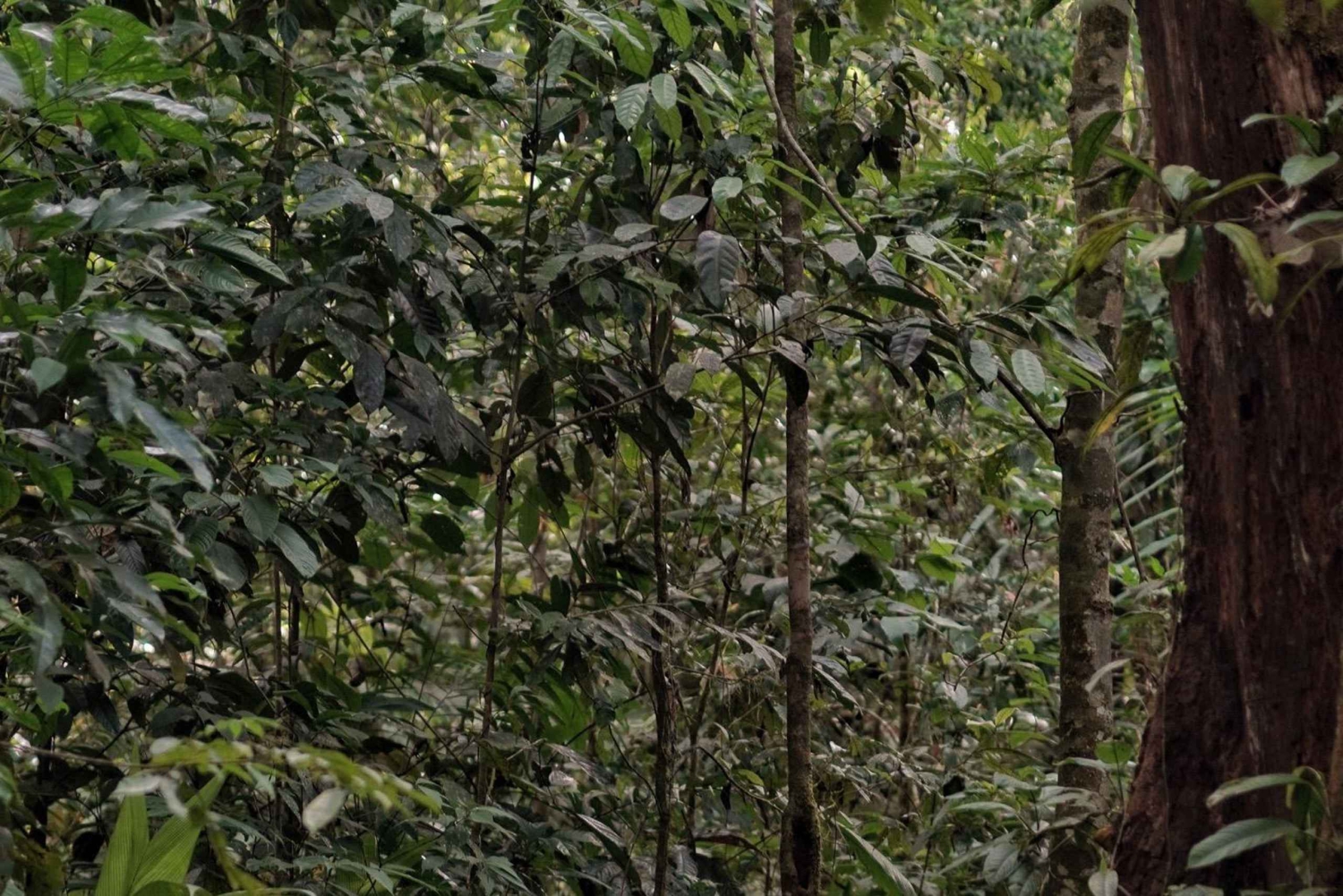 Noche en Sirena y San Pedrillo, Parque Nacional de Corcovado