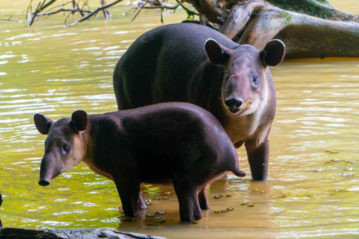 Noche en Sirena y San Pedrillo, Parque Nacional de Corcovado