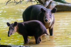 Noche en Sirena y San Pedrillo, Parque Nacional de Corcovado