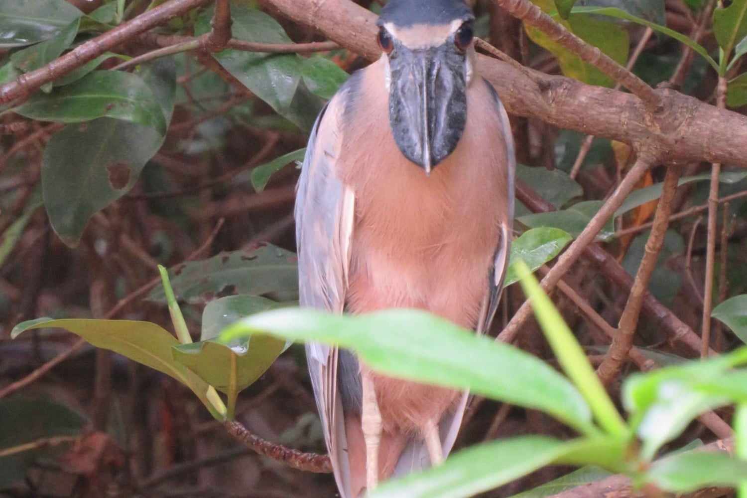 Palmar Norte: in kayak nella foresta di mangrovie