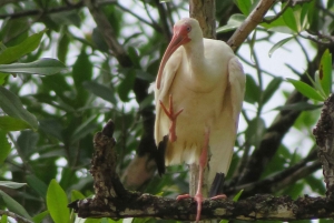 Palmar Norte: in kayak nella foresta di mangrovie
